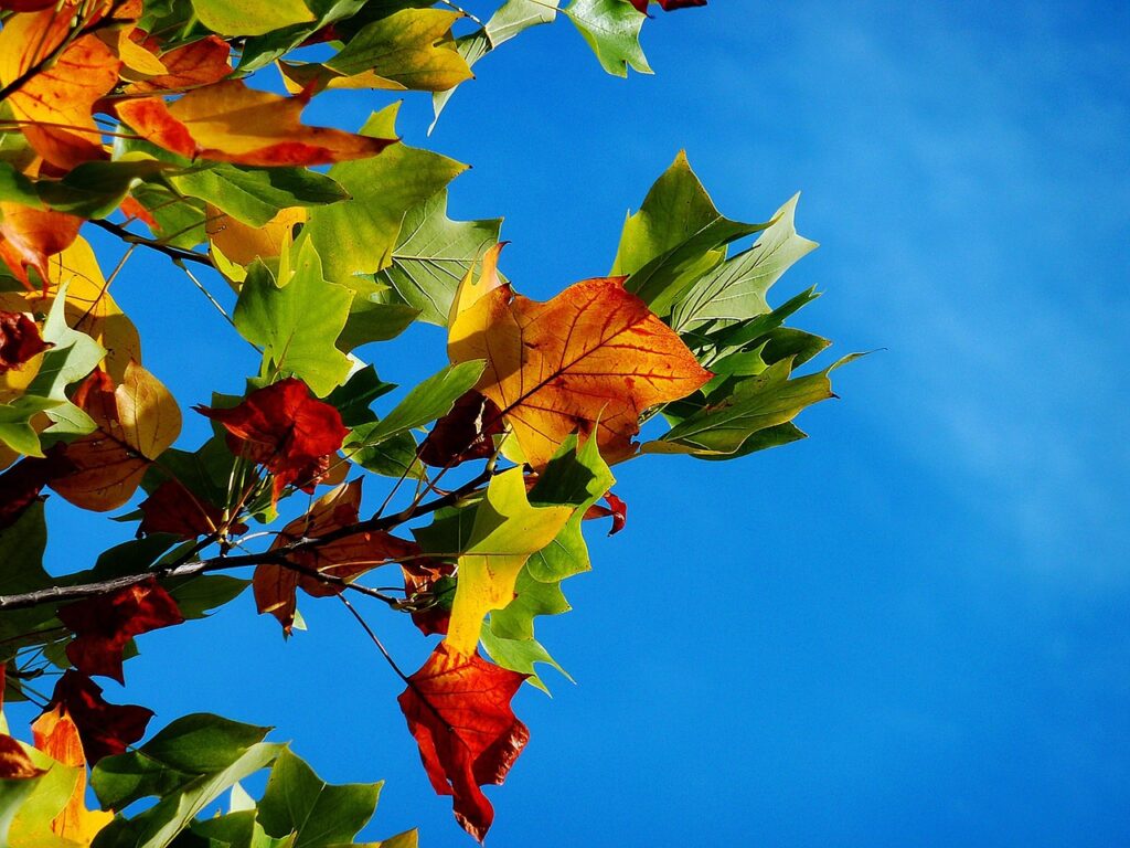 Autumn leaves displaying rich fall foliage colors in shades of red, orange, and yellow.