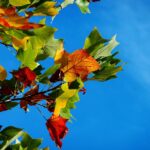 Autumn leaves displaying rich fall foliage colors in shades of red, orange, and yellow.